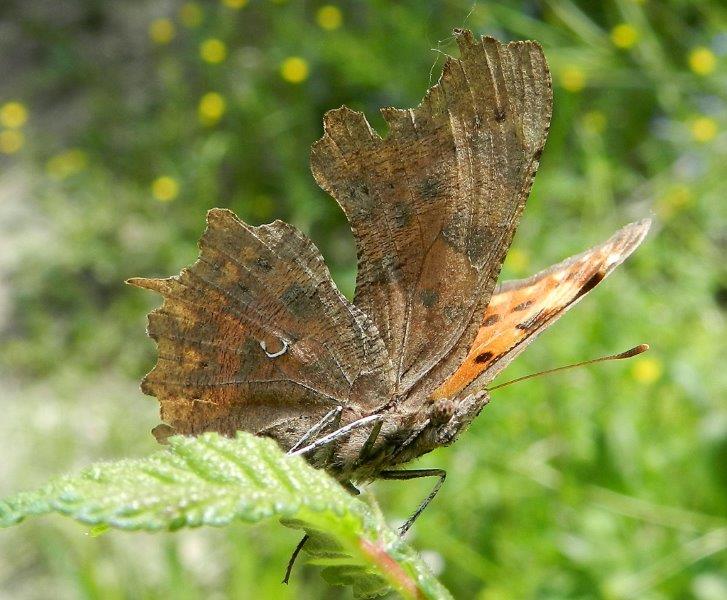 Polygonia c-album