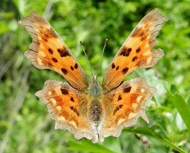 Polygonia c-album