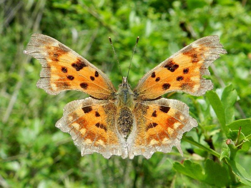 Polygonia c-album