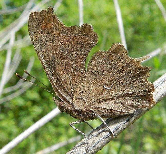 Polygonia c-album