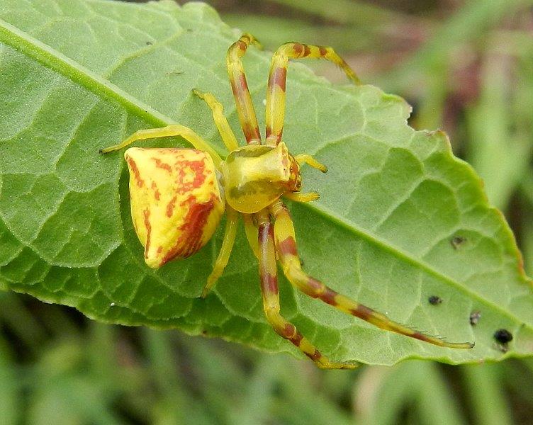 Thomisus onustus - Lama Balice (BA)