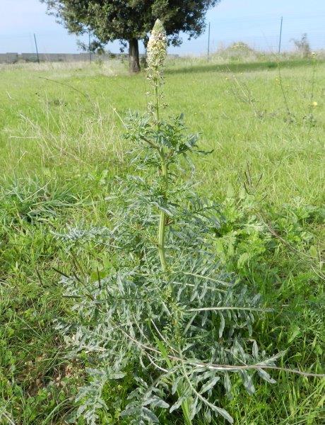 Reseda alba