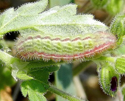 Aricia agestis - bruco