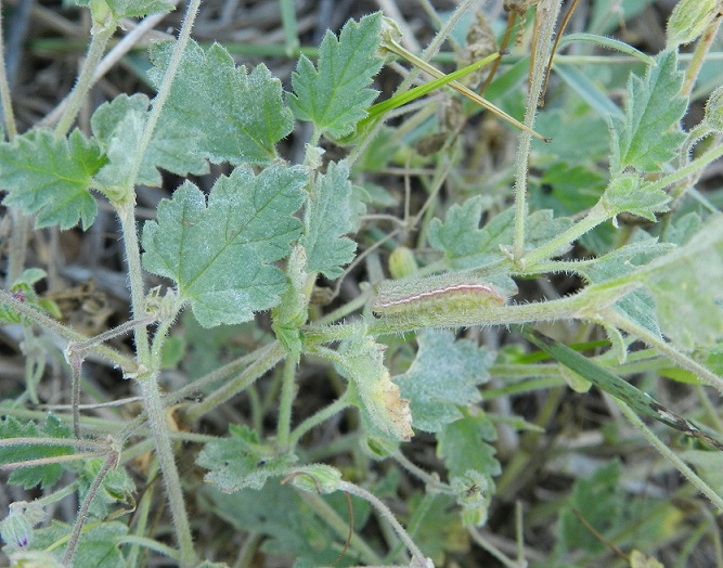 Aricia agestis - bruco