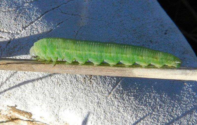larva di Tenthredinidae?