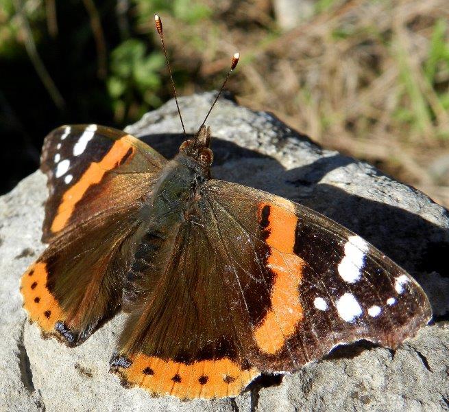 un po'' di colore e..domanda