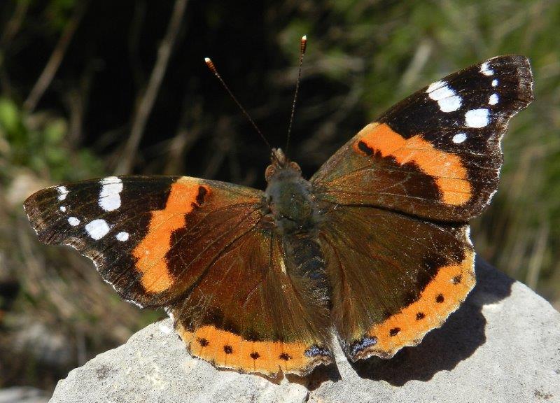 un po'' di colore e..domanda