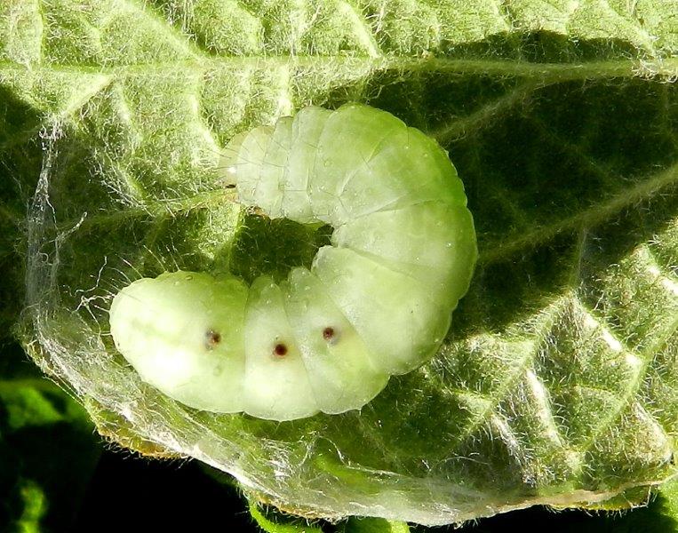 larva da ID