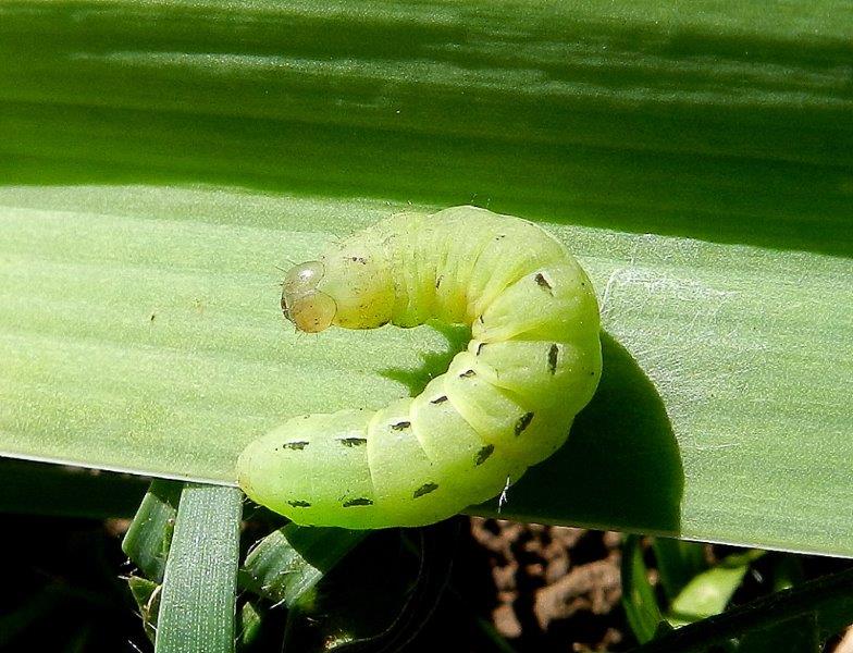 Larva 1 da ID