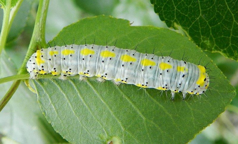 Bruco 1 da Id - Diloba caeruleocephala