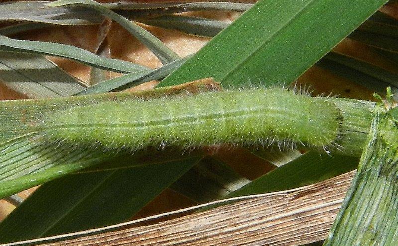 Ho l''impressione che sia Melanargia russiae