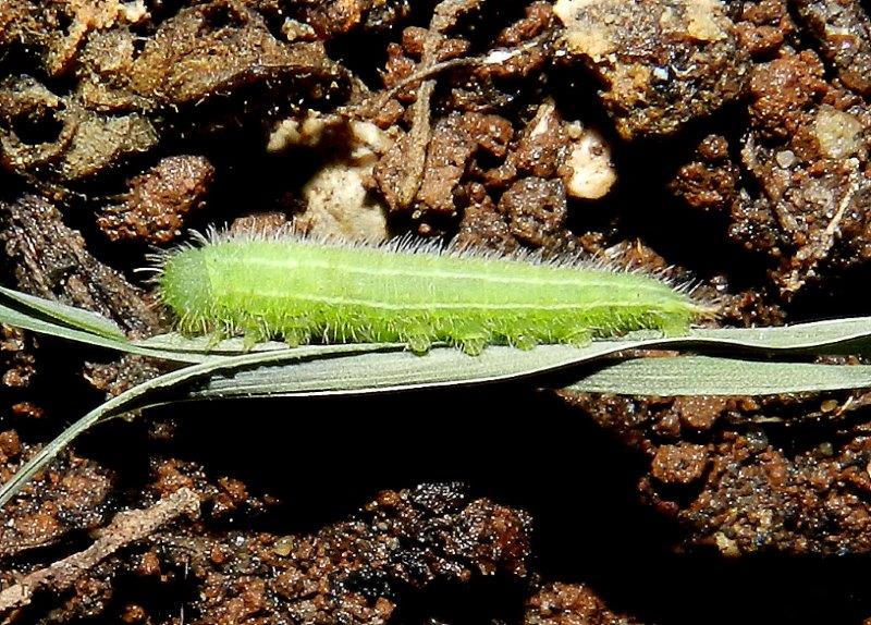 Ho l''impressione che sia Melanargia russiae