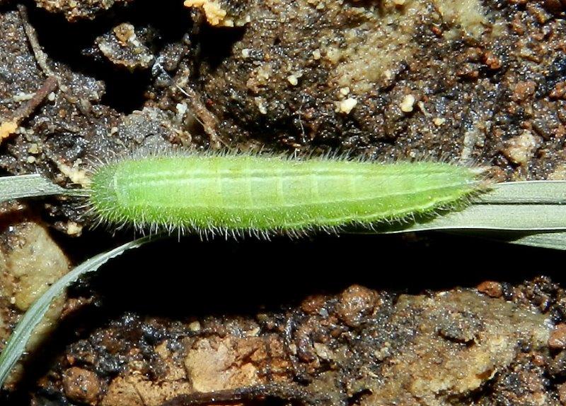 Ho l''impressione che sia Melanargia russiae