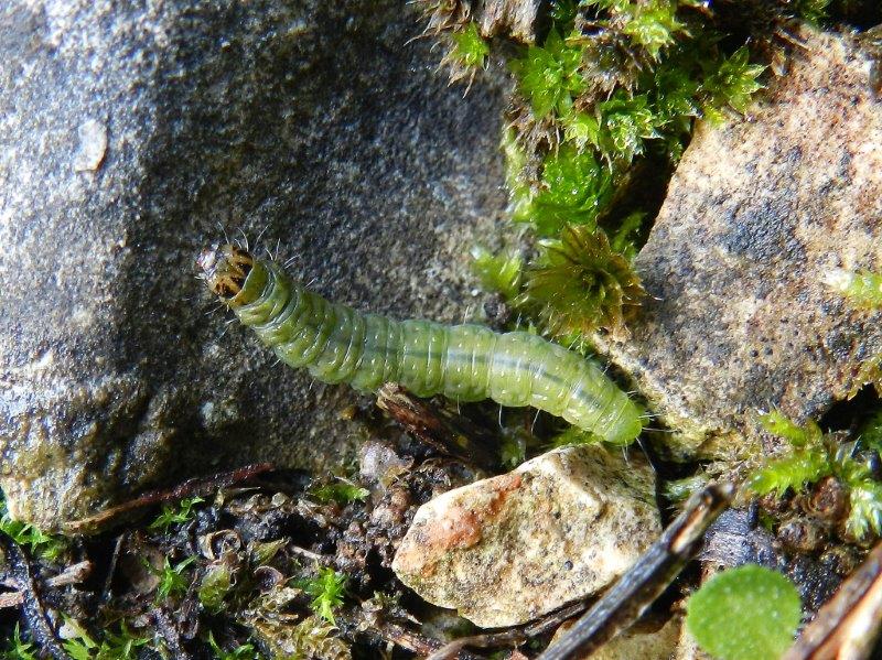 altra larva da ID