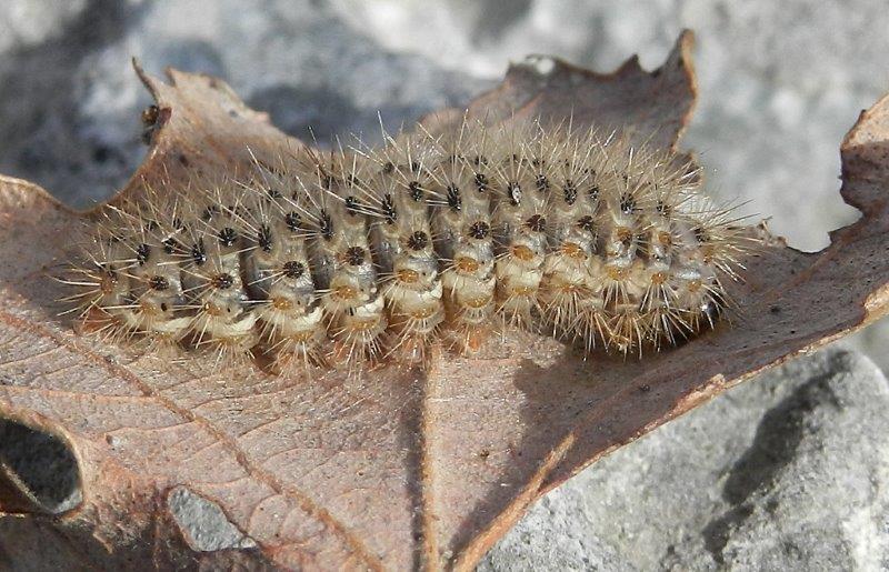 Cymbalophora pudica - larva