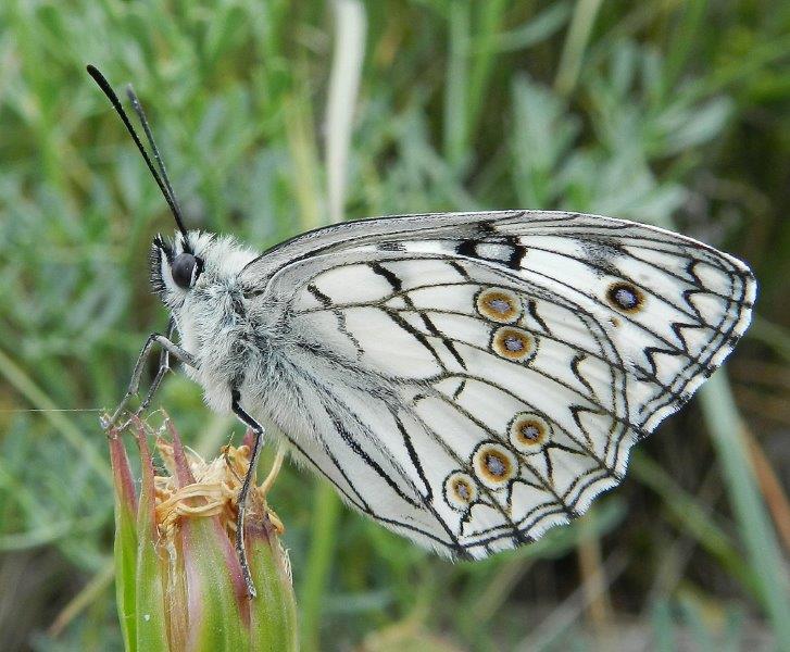 Ho l''impressione che sia Melanargia russiae