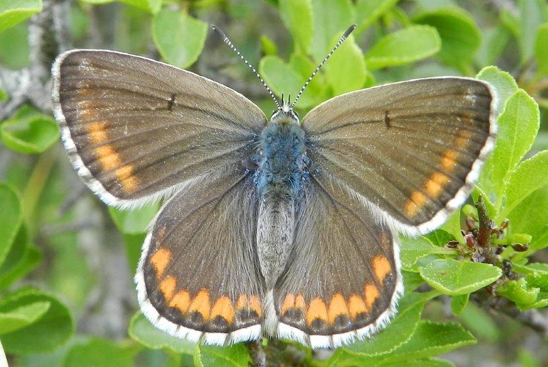 Polyommatus bellargus    m & f