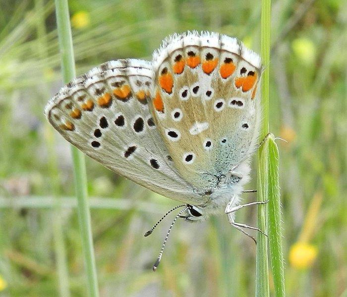 Polyommatus bellargus    m & f