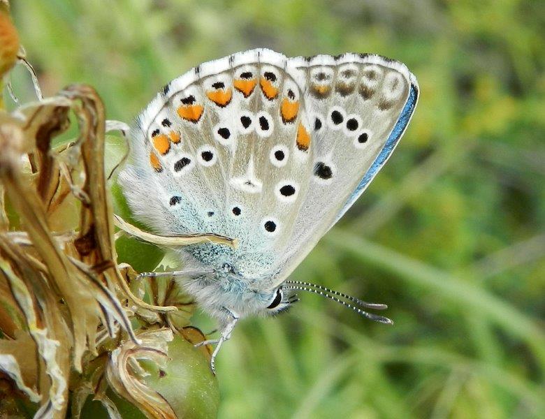 Polyommatus bellargus    m & f