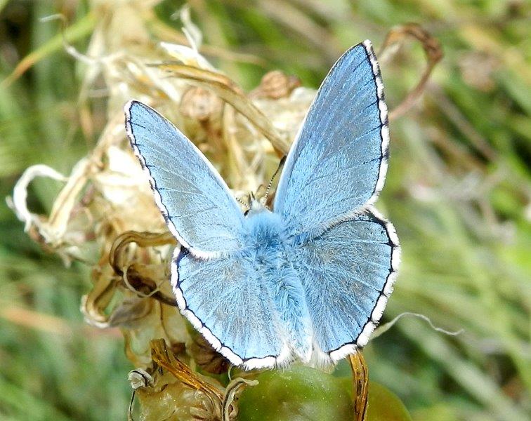 Polyommatus bellargus    m & f