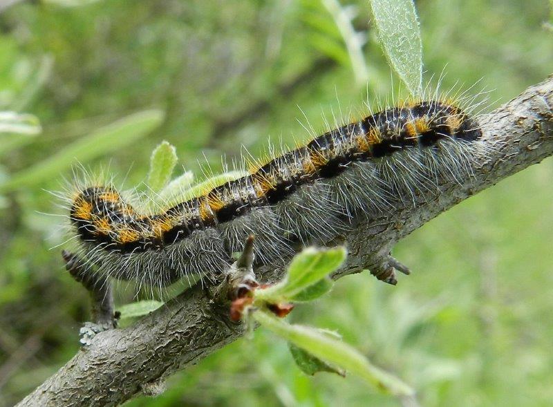 Aporia crataegi