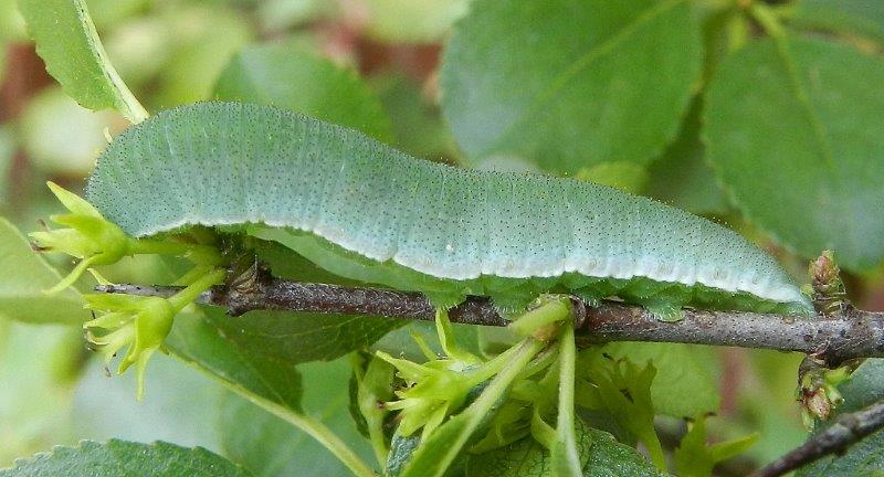 Gonepteryx rhamni - larva, pupa, adulto