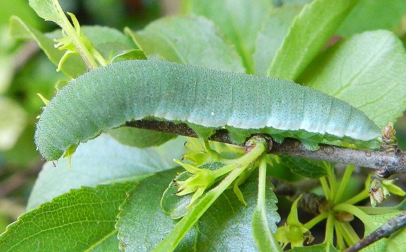 Gonepteryx rhamni - larva, pupa, adulto