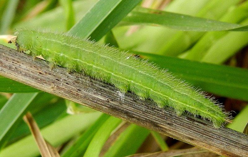 Ho l''impressione che sia Melanargia russiae