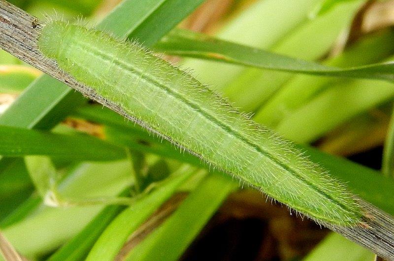 Ho l''impressione che sia Melanargia russiae