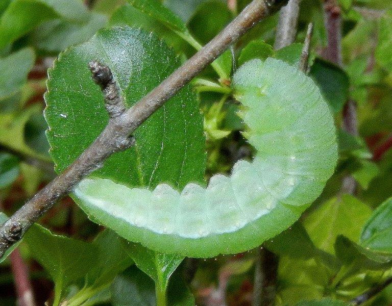 Gonepteryx rhamni - larva, pupa, adulto