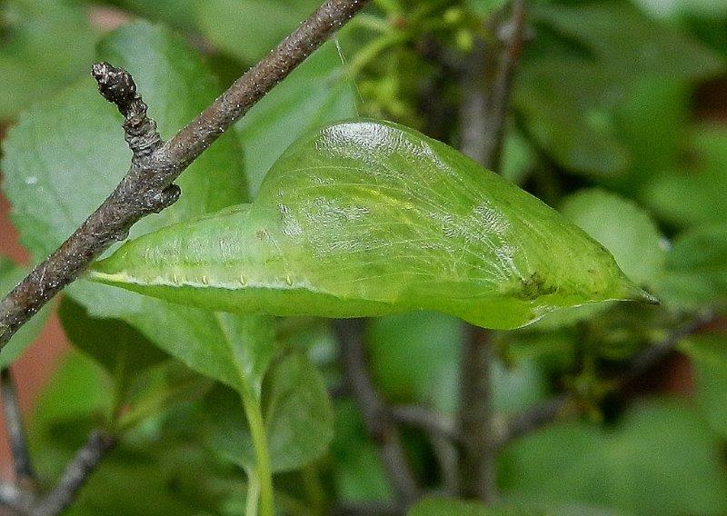 Gonepteryx rhamni - larva, pupa, adulto