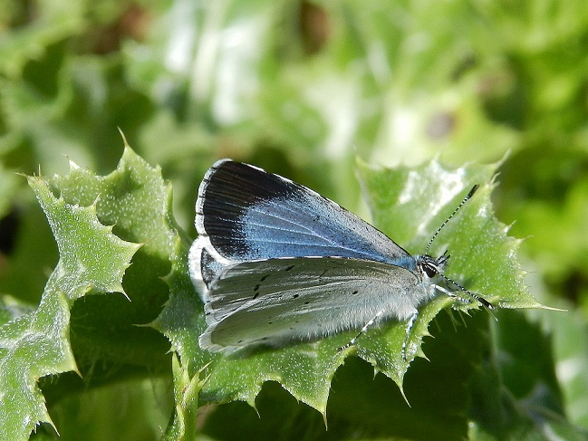 Celastrina argiolus...presente!