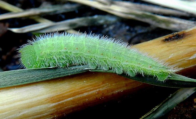 Ho l''impressione che sia Melanargia russiae