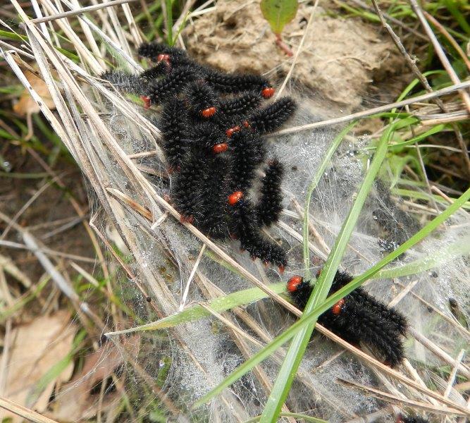 alla ricerca della Melitaea cinxia - larve