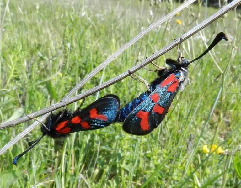 Zygaena (Zygaena) oxytropis ??