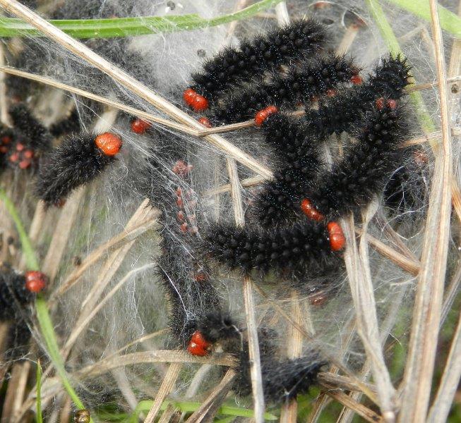 alla ricerca della Melitaea cinxia - larve