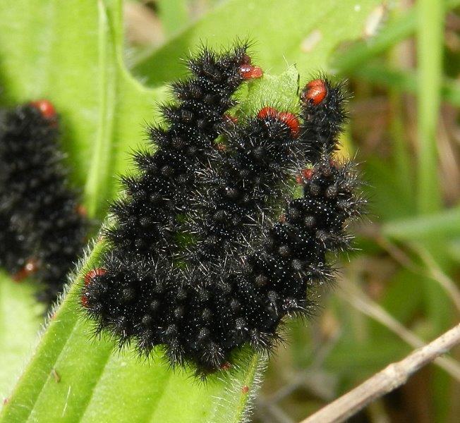 alla ricerca della Melitaea cinxia - larve