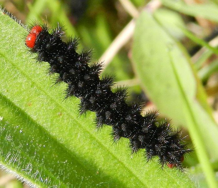 alla ricerca della Melitaea cinxia - larve