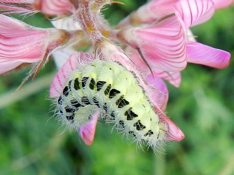 Zygaena (Zygaena) trifolii ? bruco