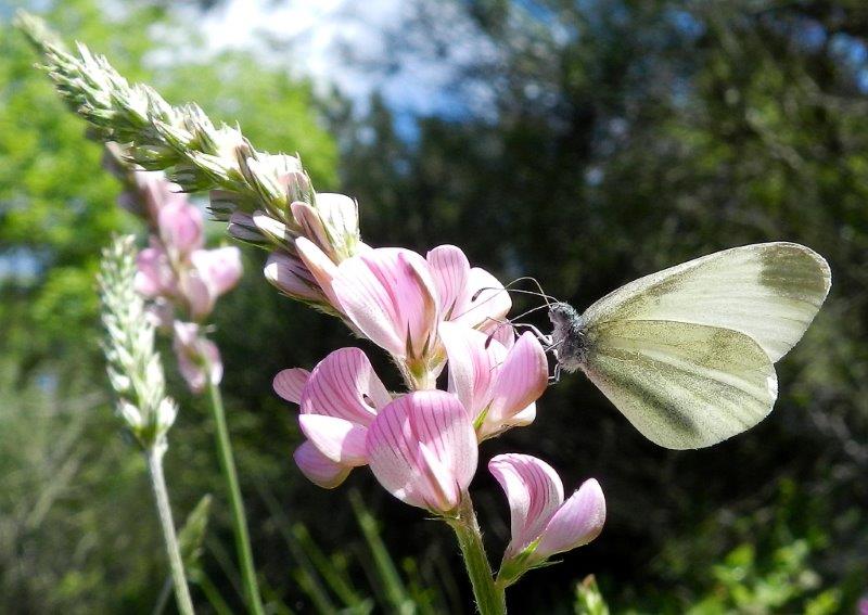 Leptidea sinapis