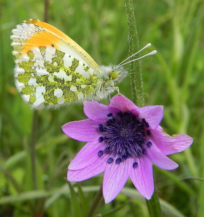 Anthocharis cardamines maschio e femmina