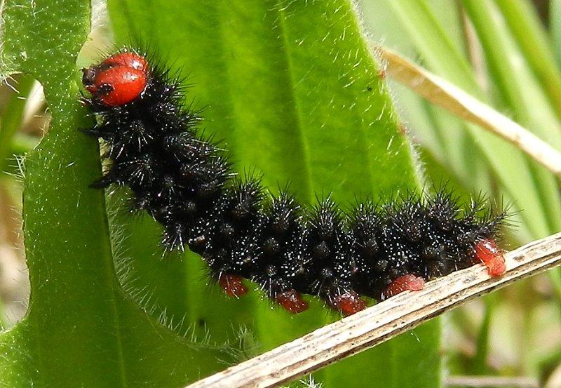 alla ricerca della Melitaea cinxia - larve