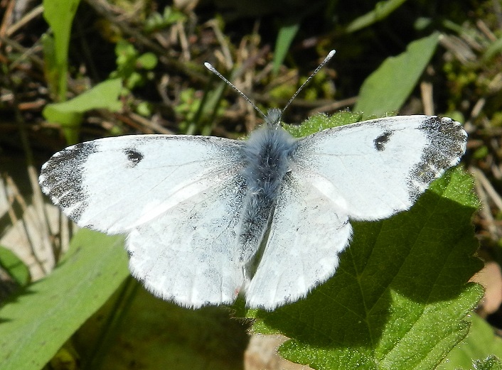 Anthocharis cardamines maschio e femmina