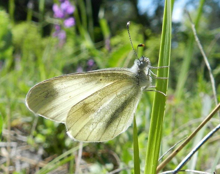 Leptidea sinapis