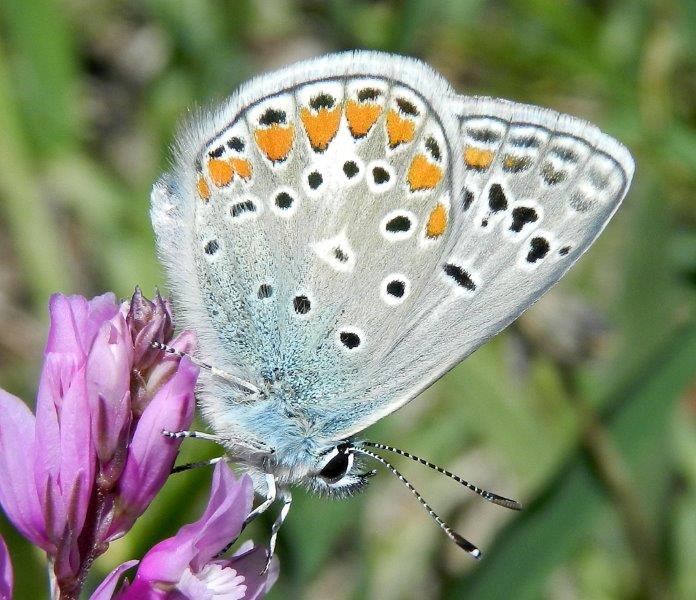 Polyommatus (Polyommatus) thersites       m & f