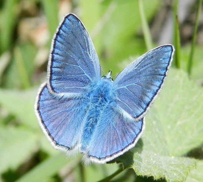 Polyommatus (Polyommatus) thersites       m & f