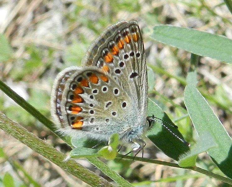 Polyommatus (Polyommatus) thersites       m & f