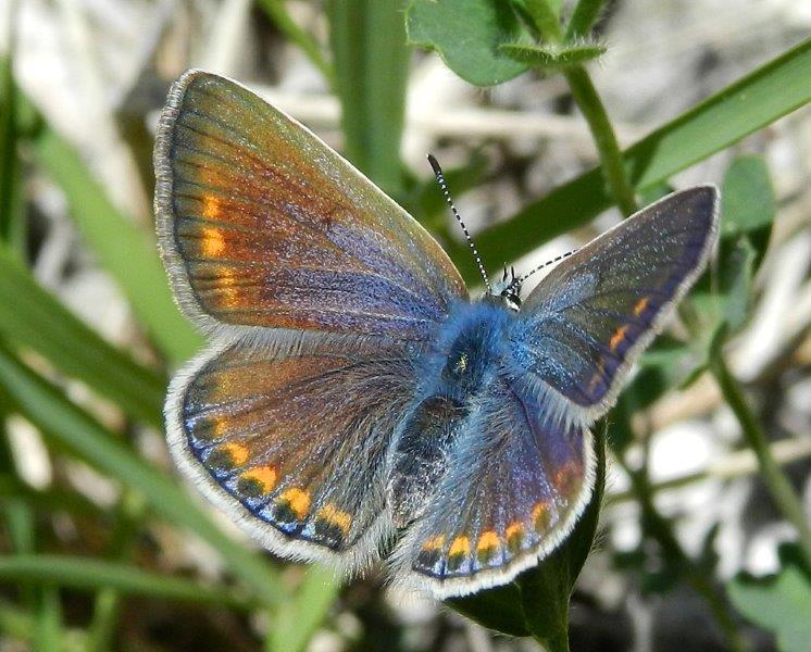 Polyommatus (Polyommatus) thersites       m & f