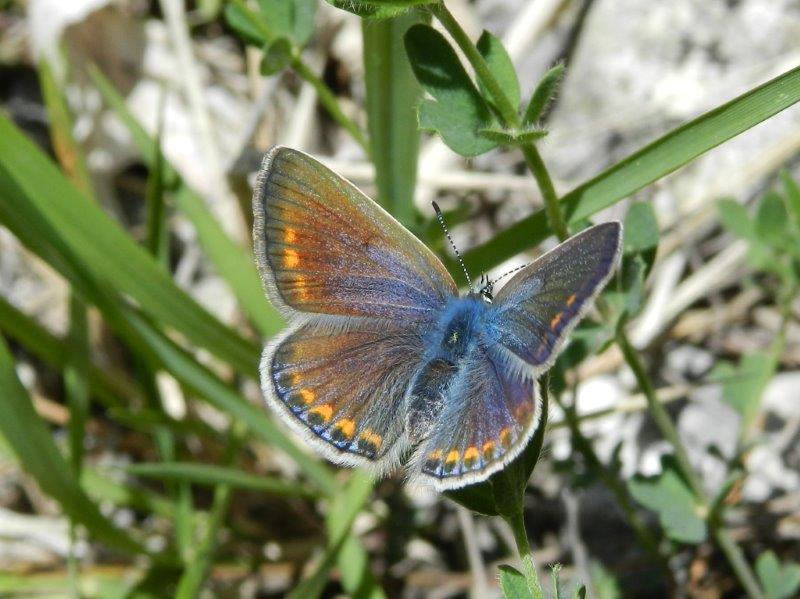 confermiamo Polyommatus thersites?