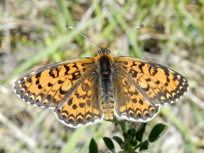 Melitaea trivia